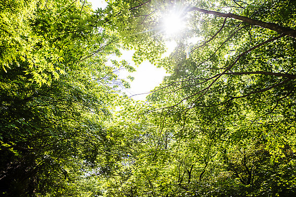 포토 JPG 주간 나무 로우앵글 여행 자연 산 한국 풍경 사람없음 야외 초록색 여름 햇빛 전라북도 국내여행 모과나무 순창 강천산 국내포토 자연요소 식물 계절 아시아 뷰포인트 컬러 태양 전라도 생태계 파일형식