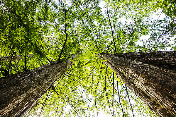 포토 JPG 주간 나무 로우앵글 여행 자연 산 한국 풍경 사람없음 야외 초록색 여름 전라북도 국내여행 모과나무 순창 강천산 국내포토 자연요소 식물 계절 아시아 뷰포인트 컬러 전라도 생태계 파일형식
