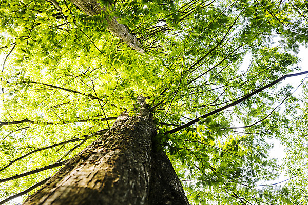 포토 JPG 주간 나무 로우앵글 여행 자연 산 한국 풍경 사람없음 야외 초록색 여름 전라북도 국내여행 모과나무 순창 강천산 국내포토 자연요소 식물 계절 아시아 뷰포인트 컬러 전라도 생태계 파일형식