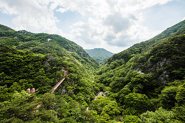 포토 JPG 주간 나무 구름 여행 자연 하늘 산 한국 풍경 사람없음 야외 초록색 여름 산책로 전라북도 국내여행 순창 현수교 가교 강천산 국내포토 자연요소 식물 건축물 계절 아시아 길 컬러 다리_건축물 전라도 생태계 파일형식