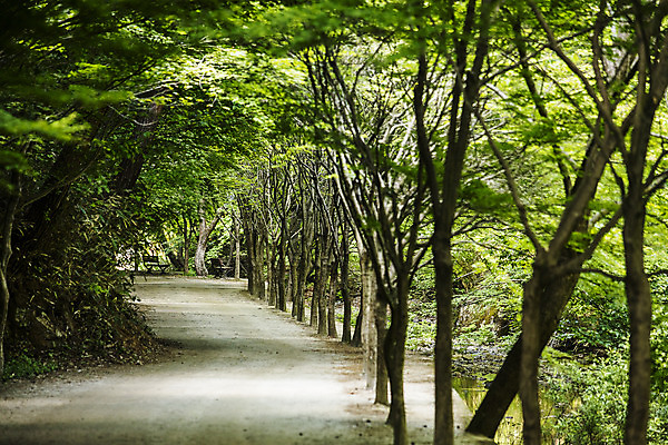 포토 JPG 주간 나무 여행 자연 산 한국 풍경 사람없음 야외 초록색 여름 계곡 산책로 전라북도 국내여행 순창 강천산 국내포토 자연요소 식물 계절 아시아 길 컬러 전라도 생태계 파일형식
