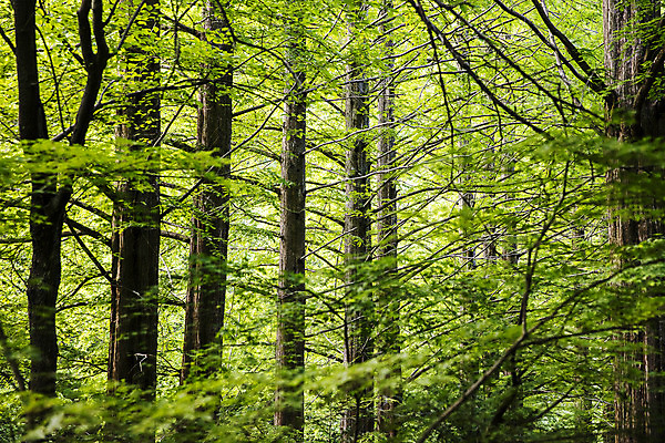 포토 JPG 주간 나무 여행 자연 산 한국 풍경 사람없음 야외 초록색 여름 산책로 전라북도 국내여행 순창 강천산 국내포토 자연요소 식물 계절 아시아 길 컬러 전라도 생태계 파일형식