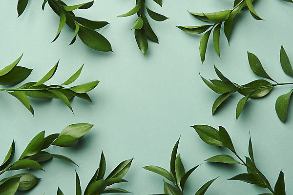 포토 JPG 스튜디오촬영 식물 잎 실내 사람없음 하이앵글 오브젝트 플랫레이 초록배경 국내포토 뷰포인트 백그라운드 내부 초록색 플랫 파일형식