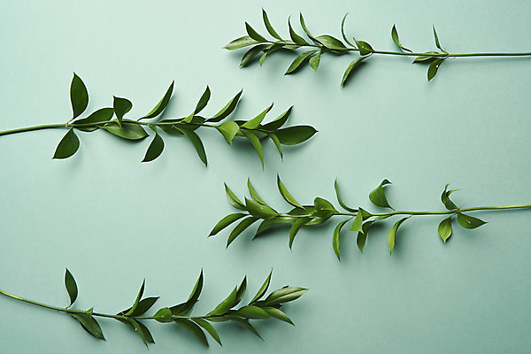 포토 JPG 스튜디오촬영 식물 잎 실내 사람없음 하이앵글 오브젝트 플랫레이 초록배경 국내포토 뷰포인트 백그라운드 내부 초록색 플랫 파일형식