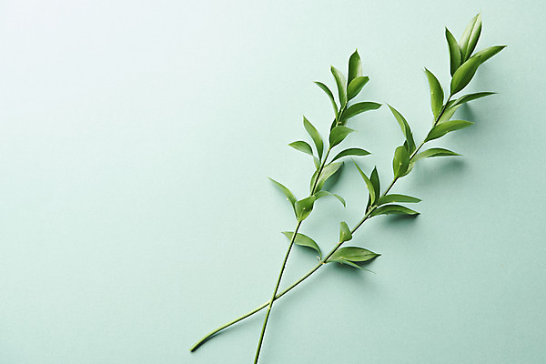 포토 JPG 스튜디오촬영 식물 잎 실내 사람없음 하이앵글 오브젝트 플랫레이 초록배경 국내포토 뷰포인트 백그라운드 내부 초록색 플랫 파일형식