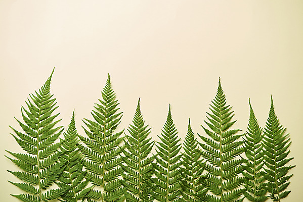 포토 JPG 스튜디오촬영 식물 잎 실내 사람없음 하이앵글 오브젝트 베이지색배경 플랫레이 국내포토 뷰포인트 백그라운드 내부 플랫 베이지색 파일형식