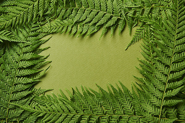 포토 JPG 스튜디오촬영 식물 잎 실내 사람없음 하이앵글 오브젝트 플랫레이 초록배경 국내포토 뷰포인트 백그라운드 내부 초록색 플랫 파일형식