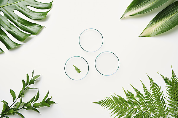 포토 JPG 스튜디오촬영 식물 잎 실내 실험기구 사람없음 하이앵글 오브젝트 흰배경 몬스테라 샬레 플랫레이 국내포토 뷰포인트 과학 백그라운드 내부 흰색 플랫 파일형식