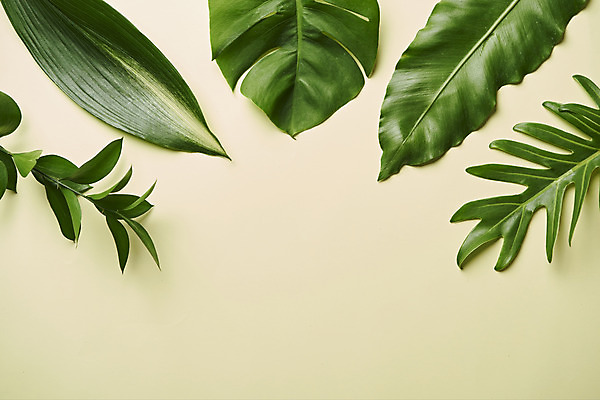 포토 JPG 스튜디오촬영 식물 잎 실내 사람없음 하이앵글 오브젝트 베이지색배경 플랫레이 국내포토 뷰포인트 백그라운드 내부 플랫 베이지색 파일형식