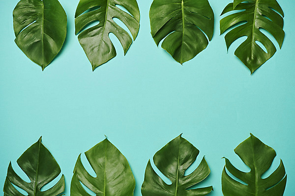 포토 JPG 스튜디오촬영 식물 잎 실내 사람없음 하이앵글 오브젝트 플랫레이 민트색배경 국내포토 뷰포인트 백그라운드 내부 플랫 민트색 파일형식