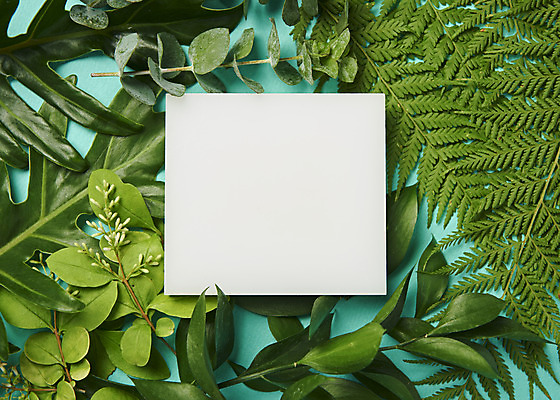 포토 JPG 스튜디오촬영 식물 잎 프레임 실내 사람없음 하이앵글 오브젝트 플랫레이 초록배경 국내포토 뷰포인트 백그라운드 내부 초록색 플랫 파일형식