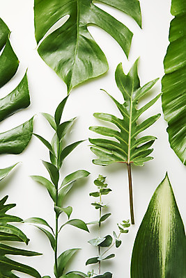 포토 JPG 스튜디오촬영 식물 잎 실내 사람없음 하이앵글 오브젝트 흰배경 플랫레이 국내포토 뷰포인트 백그라운드 내부 흰색 플랫 파일형식