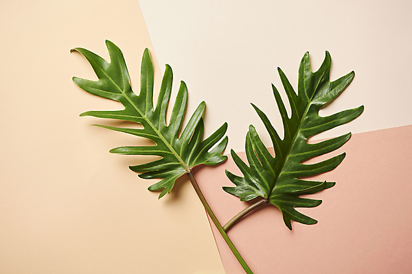 포토 JPG 스튜디오촬영 식물 잎 실내 사람없음 하이앵글 오브젝트 플랫레이 분홍색배경 국내포토 뷰포인트 분홍색 백그라운드 내부 플랫 파일형식