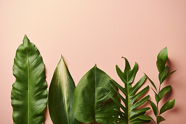 포토 JPG 스튜디오촬영 식물 잎 실내 사람없음 하이앵글 오브젝트 몬스테라 플랫레이 분홍색배경 국내포토 뷰포인트 분홍색 백그라운드 내부 플랫 파일형식