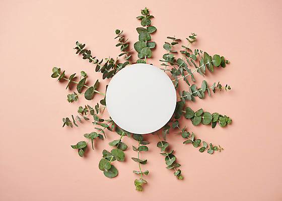 포토 JPG 스튜디오촬영 식물 잎 프레임 실내 사람없음 하이앵글 오브젝트 플랫레이 분홍색배경 국내포토 뷰포인트 분홍색 백그라운드 내부 플랫 파일형식