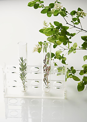 포토 JPG 스튜디오촬영 식물 꽃 잎 실내 실험기구 사람없음 뷰티 화장품 오브젝트 시험관 흰배경 공병 국내포토 과학 백그라운드 내부 흰색 병_담는 파일형식