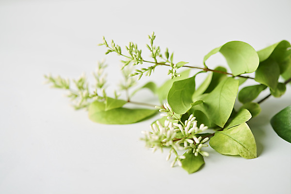 포토 JPG 스튜디오촬영 식물 꽃 잎 실내 근접촬영 사람없음 오브젝트 흰배경 국내포토 뷰포인트 백그라운드 내부 흰색 파일형식