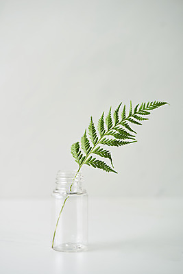 포토 JPG 스튜디오촬영 식물 잎 실내 근접촬영 사람없음 뷰티 화장품 오브젝트 흰배경 공병 국내포토 뷰포인트 백그라운드 내부 흰색 병_담는 파일형식