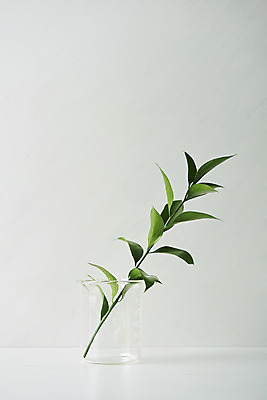 포토 JPG 스튜디오촬영 식물 잎 실내 근접촬영 사람없음 뷰티 화장품 오브젝트 흰배경 공병 국내포토 뷰포인트 백그라운드 내부 흰색 병_담는 파일형식