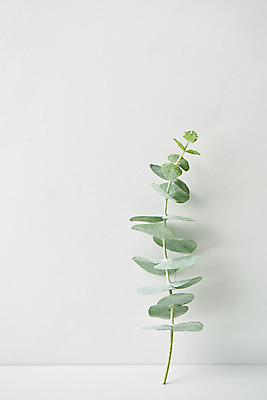 포토 JPG 스튜디오촬영 식물 잎 실내 사람없음 오브젝트 흰배경 국내포토 백그라운드 내부 흰색 파일형식