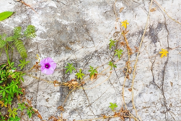 포토 JPG 해외이미지 구름 전통 꽃 아시아 길 선 벽 여행 창문 벽지 하늘 아침 지붕 벽돌 바닥 주택 사람 사람없음 건물 빨간색 초록색 파란색 태양 갈색 마을 보라색 회색 바위 흰색 타일 대패 생존 해외202008 영광군 해외포토 주간 자연요소 식물 건축물 나라 컬러 돌_바위 전라남도 파일형식