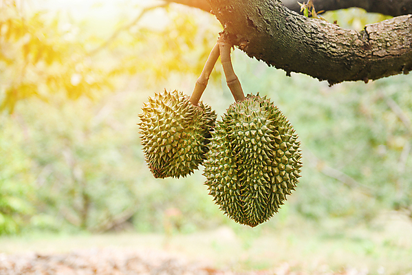 포토 JPG 해외이미지 나무 식물 계절 아시아 음식 백그라운드 농업 다이어트 오렌지 과일 재료 태국 자연 디저트 건강 동양인 사람없음 초록색 농장 노란색 정원 수확 신선 가시 시장 달콤 맛 왕 유기농 날것 말레이시아 내추럴 숙성 이국적 맛있는 해외202008 해외포토 웰빙 나라 산업 컬러 컨셉 인종 생태계 파일형식