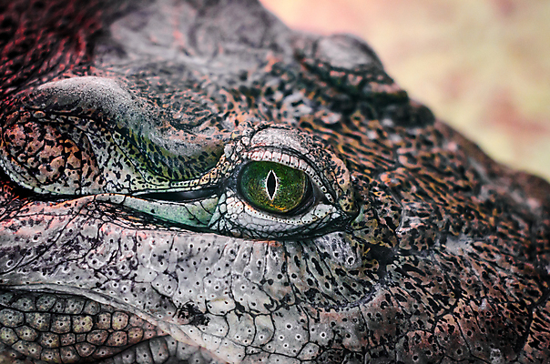 포토 JPG 해외이미지 동물 응시 야생동물 백그라운드 부분 파충류 자연 사람없음 초록색 머리 올려보기 입 닫기 위험 큼 가죽 피부 날카로움 육식동물 악어 이국적 디테일 해외202008 해외포토 시선 컬러 컨셉 모션 신체부위 크기 생태계 파일형식