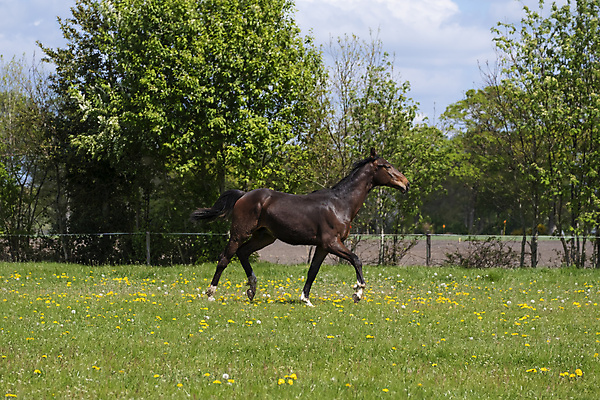 포토 JPG 해외이미지 동물 꽃 야생동물 밭 모션 자연 하늘 풍경 초원 사람없음 야외 초록색 파란색 달리기 갈색 맑음 점프 힘 봄 목장 자유 시골 시간 승마 군중 속도 갈기 지휘 바둑 해외202008 해외포토 식물 계절 스포츠 컬러 컨셉 농업 놀이 날씨 사람 생태계 파일형식