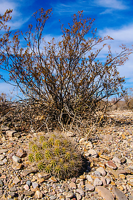 포토 JPG 해외이미지 나무 식물 꽃 야생동물 분홍색 여행 백그라운드 북아메리카 꽃무늬 자연 날씨 선인장 건조 풍경 사람없음 초록색 물 컬러풀 세계 보라색 미국 사막 뜨거움 액체 냄비 숲 척추 내추럴 해외202008 해외포토 자연요소 동물 컬러 무늬 뼈 아메리카 솥 생태계 파일형식