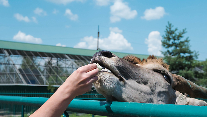 포토 JPG 해외이미지 동물 백인 라이프스타일 손 공원 행복 어린이 음식 포유류 가족 자연 염소 사랑 사람 사람없음 야외 반려동물 농장 우정 터치 흰색 시골 아기 작음 먹이 먹기 내추럴 돌봄 해외202008 우호적 해외포토 서양인 공공시설 감정 컬러 컨셉 농업 관계 모션 생활 신체부위 친구 크기 생태계 파일형식