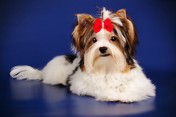 포토 JPG 해외이미지 나무 동물 1 행복 새끼 백그라운드 크리스마스 공 휴가 새로움 털 미소 사람없음 장식 빨간색 반려동물 산타클로스 검은색 거울 흰색 개 달콤 강아지 작음 샴페인 요크셔테리어 테리어 연도 활 솜털 송곳니 기르기 비버 삼색 해외202008 우호적 해외포토 식물 기념일 감정 컬러 컨셉 포유류 주류 표정 맛 치아 크기 돌봄 파일형식