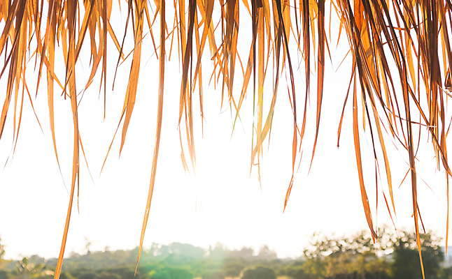포토 JPG 해외이미지 여행 백그라운드 잎 패턴 건축양식 자연 지붕 휴가 열대 주택 건조 따뜻함 손바닥 사람없음 목재 농장 갈색 노란색 수확 나뭇가지 시골 오두막 대나무 시골집 질감 밀짚 부족 내추럴 이국적 해외202008 해외포토 나무 식물 손 건축 컬러 컨셉 무늬 농업 재료 건물 짚 생태계 파일형식