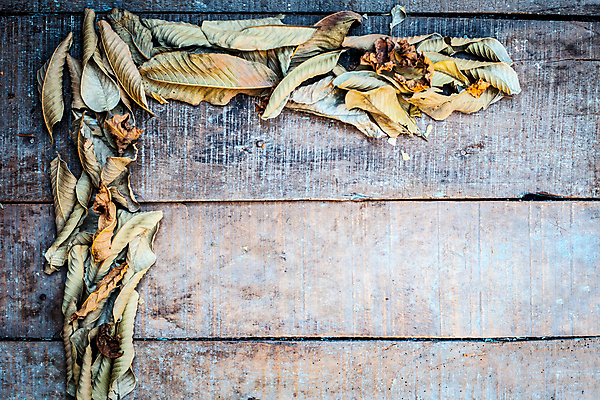 포토 JPG 해외이미지 나무 식물 디자인 알파벳 영어 계절 백그라운드 단풍 잎 자연 탁자 표면 추상 프레임 건조 미술 사람없음 목재 장식 빨간색 초록색 갈색 노란색 우주 수확 가을 거친 플랫 편지 묘사 질감 복고 위치 추수감사절 10월 내추럴 그런지 옛날 국경 해외202008 해외포토 문자 기독교 컬러 가구 무늬 농업 재료 문화예술 날짜 생태계 파일형식