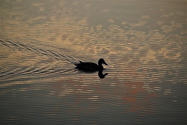 포토 JPG 해외이미지 나무 공원 호수 자연 오리 사람없음 야외 빨간색 강 태양 검은색 일몰 저녁 해외202008 해외포토 자연요소 식물 공공시설 컬러 조류 노을 야간 생태계 파일형식