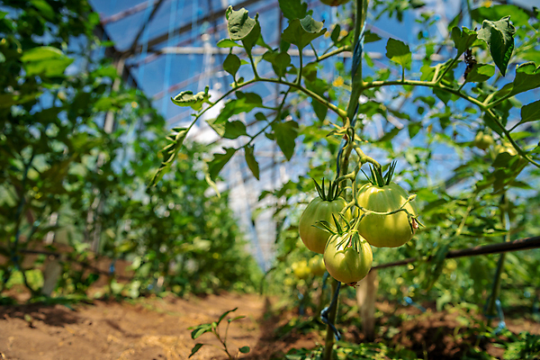 포토 JPG 해외이미지 식물 계절 음식 줄기 잎 농업 다이어트 토마토 채소 재료 자연 건강 사람없음 초록색 농작물 농장 새싹 정원 흙 수확 성장 나뭇가지 신선 선택 다발 유기농 원예 내추럴 모종 밭일 온실 채식주의자 세련 해외202008 해외포토 나무 웰빙 산업 컬러 컨셉 취미 생태계 채식 파일형식