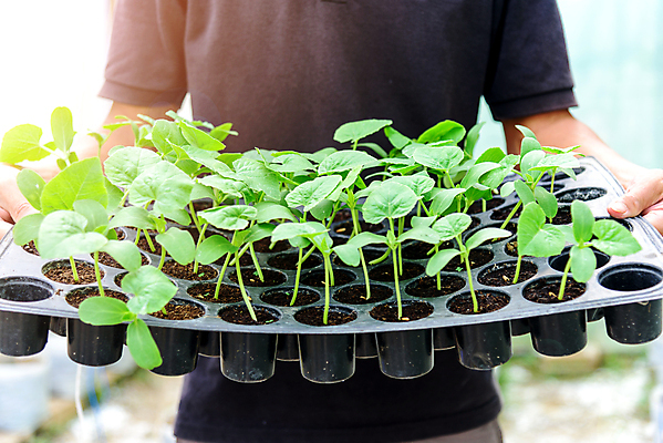 포토 JPG 해외이미지 나무 식물 손 지구 백그라운드 컨셉 잎 농업 자연 새로움 관리 씨앗 사람 사람없음 초록색 새싹 환경 정원 희망 흙 봄 성장 신선 잡기 보호 숲 작음 시작 에코 유기농 생태계 원예 먼지 내추럴 돌봄 모종 묘목 생태학 해외202008 해외포토 웰빙 계절 교육 감정 산업 컬러 모션 취미 신체부위 크기 파일형식