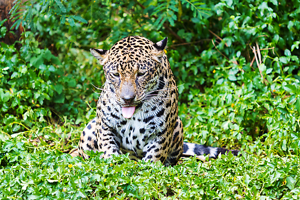 포토 JPG 해외이미지 동물 호수 야생동물 줄기 패턴 오렌지 포유류 자연 놀이 동물원 사람없음 초록색 물 수영 고양이 줄무늬 젖음 연못 호랑이 위험 큼 사냥 육식동물 사냥꾼 노려봄 해외202008 해외포토 자연요소 식물 직업 컬러 컨셉 무늬 과일 표정 반려동물 수상스포츠 크기 생태계 파일형식