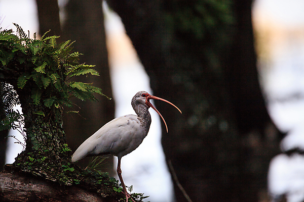 포토 JPG 해외이미지 동물 야생동물 자연 조류 앉기 사람없음 습지 플로리다 해외202008 해외포토 모션 미국 생태계 파일형식