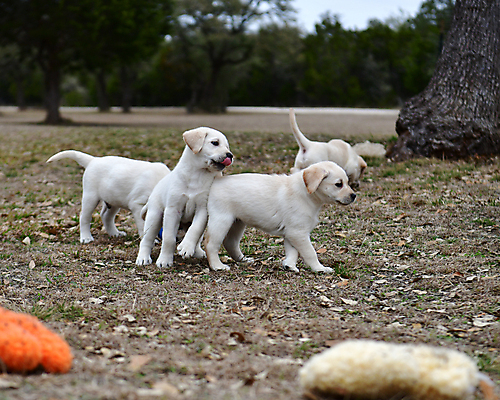 포토 JPG 해외이미지 가족 놀이 실험 사람없음 농장 개 리트리버 강아지 래브라도리트리버 혀 사냥개 언니 기르기 남동생 해외202008 해외포토 농업 포유류 관계 반려동물 입 자매 동생 돌봄 파일형식