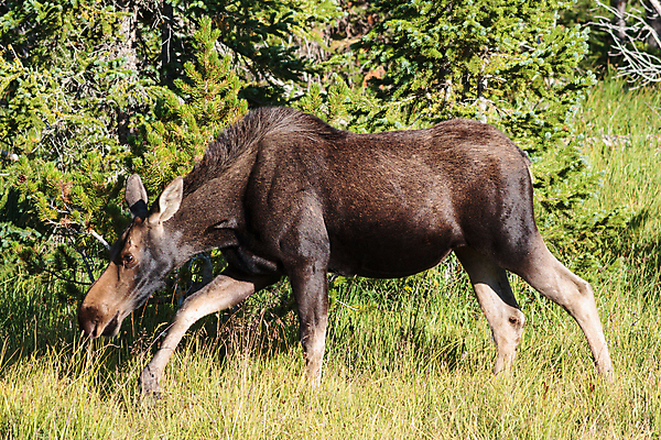 포토 JPG 해외이미지 동물 호수 야생동물 포유류 자연 산 털 종류 사람없음 초록색 물 갈색 어둠 코트 종 흰색 소나무 소 습지 군중 숲 위험 큼 시원함 속눈썹 버드나무 황소 코 귀 무거움 주둥이 콜로라도 벨벳 해외202008 해외포토 자연요소 나무 컬러 컨셉 사람 신체부위 미국 외투 무게 크기 실크 눈썹 생태계 파일형식