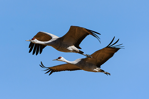 포토 JPG 해외이미지 동물 구름 야생동물 밭 날개 자연 조류 하늘 산 사람없음 야외 빨간색 파란색 컬러풀 노란색 검은색 봄 회색 덮개 흰색 큼 깃털 기중기 부리 목 서식지 전국 콜로라도 해외202008 해외포토 자연요소 계절 컬러 농업 신체부위 미국 뚜껑 중장비 크기 생태계 파일형식