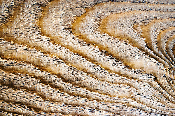 포토 JPG 해외이미지 모양 나무 식물 백그라운드 패턴 부분 자연 표면 추상 사람없음 목재 갈색 노란색 성장 반지 소나무 원형 자르기 묘사 질감 통나무 내추럴 수목 옛날 효과 해외202008 해외포토 도형 컬러 무늬 재료 장신구 모션 생태계 파일형식