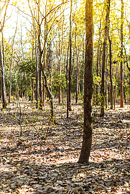 포토 JPG 해외이미지 나무 식물 산업 아시아 밭 농업 태국 자연 풍경 사람없음 야외 목재 초록색 농장 환경 정원 성장 신선 숲 고무 남쪽 내추럴 라텍스 줄서기 해외202008 해외포토 나라 컬러 재료 모션 방향 생태계 파일형식