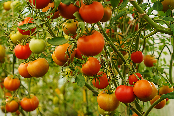 포토 JPG 해외이미지 식물 계절 음식 줄기 잎 농업 토마토 채소 과일 매달리기 건강 사람없음 장식 빨간색 초록색 농작물 컬러풀 숫자 정원 흙 샐러드 성장 침대 뜨거움 원형 그룹 맛 다발 유기농 원예 잡종 생태학 온실 해외202008 해외포토 도형 문자 웰빙 교육 산업 컬러 가구 컨셉 모션 취미 파일형식