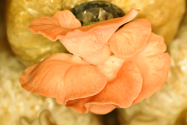 포토 JPG 해외이미지 음식 백그라운드 채소 가방 재료 자연 건강 사람없음 갈색 버섯 수확 가을 흰색 신선 숲 먹기 유기농 날것 내추럴 숙성 식용 채식주의자 해외202008 해외포토 웰빙 잡화 계절 컬러 농업 모션 생태계 채식 파일형식