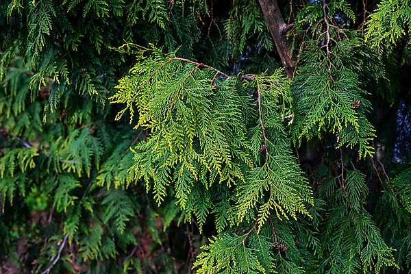 포토 JPG 해외이미지 나무 식물 계절 공원 백그라운드 잎 자연 풍경 사람없음 야외 장식 초록색 울타리 환경 정원 나뭇가지 신선 바늘 숲 관목 묘사 질감 조경 상록수 침엽수 내추럴 해외202008 해외포토 공공시설 컬러 담장 도구 생태계 파일형식