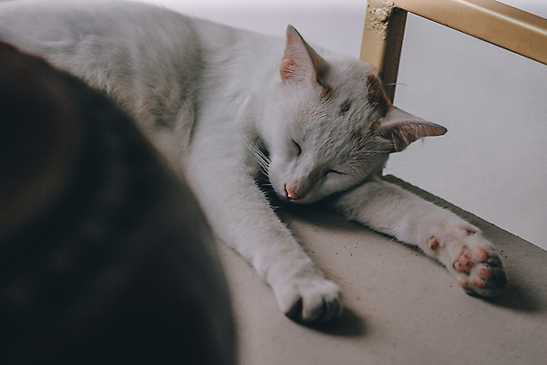 포토 JPG 해외이미지 동물 종이 지구 얼굴 여행 백그라운드 컨셉 지도 비즈니스 포유류 자연 주택 털 앉기 사람없음 단어 반려동물 세계 글로벌 노란색 지구본 고양이 행성 정보 흰색 도시 잠 원형 네트워크 모피 대륙 솜털 고립 여의주 지리 해외202008 해외포토 도형 문자 컬러 모션 건물 신체부위 우주 생태계 파일형식