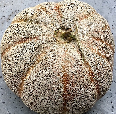 포토 JPG 해외이미지 식물 디자인 음식 백그라운드 패턴 농업 과일 재료 자연 표면 추상 사람없음 초록색 물 갈색 흰색 신선 그물 시장 달콤 맛 멜론 먹기 피부 유기농 질감 날것 잡종 내추럴 고립 숙성 옛날 비건 해외202008 해외포토 자연요소 웰빙 산업 컬러 컨셉 무늬 모션 신체부위 생태계 채식주의자 파일형식