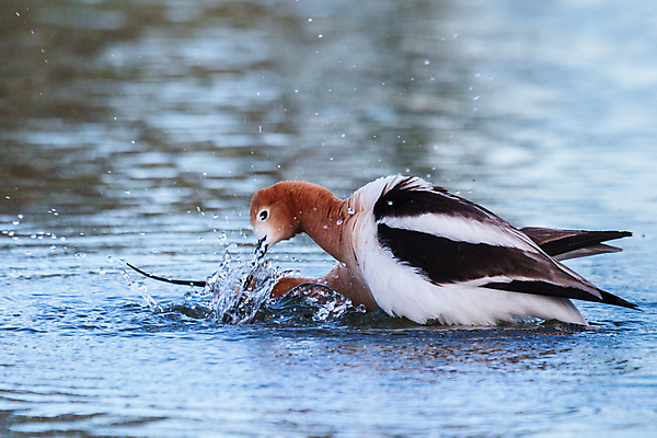 포토 JPG 해외이미지 동물 여자 호수 물결 야생동물 파도 곡선 날개 자연 조류 사람없음 물 여름 파란색 컬러풀 갈색 검은색 젖음 흐름 흰색 연못 만 중앙 떨어짐 습지 먹이 먹기 배고픔 깃털 사냥 부리 부드러움 서식지 콜로라도 해외202008 해외포토 자연요소 계절 선 바다 컬러 컨셉 모션 사람 미국 감각 생태계 파일형식