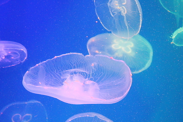 포토 JPG 해외이미지 동물 야생동물 바다 자연 생물 어류 사람없음 물 파란색 빛 컬러풀 수중 흰색 투명 스노클링 위험 수족관 젤리 내추럴 깊이 해외202008 해외포토 자연요소 컬러 컨셉 디저트 수중동물 수상스포츠 생태계 파일형식